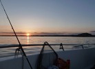 Steinfeda am Lenefjorden