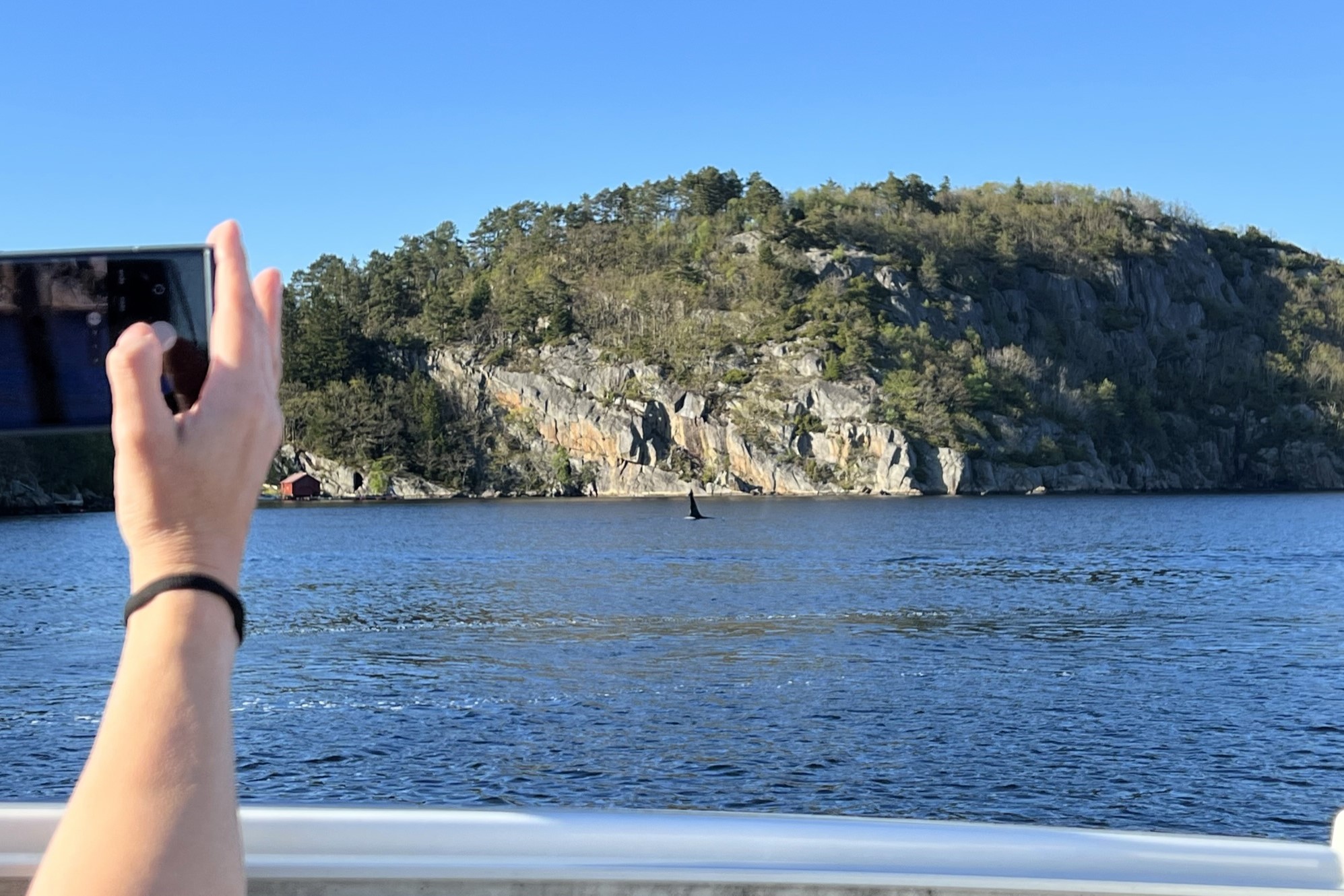 5 Orkas zu Besuch in Farsund