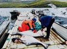 Barents Sea