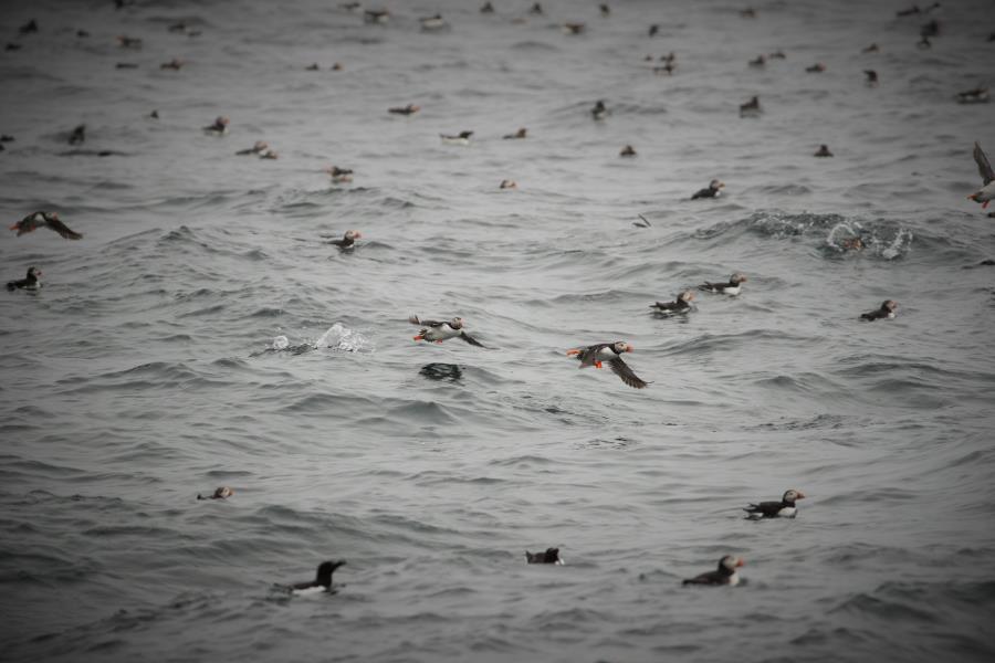 die berühmte Vogelwelt des Nordens
