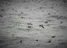 die berühmte Vogelwelt des Nordens