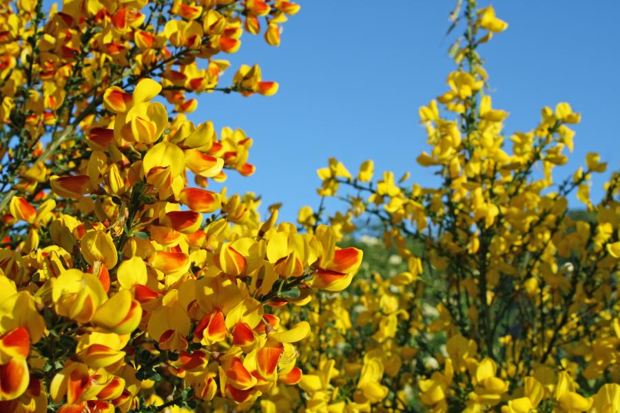 die kleine Blumeninsel