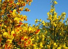 die kleine Blumeninsel