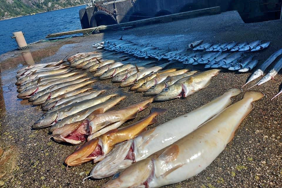 eine tolle Strecke aus dem Hidrasund