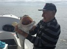 Steinfeda am Lenefjorden