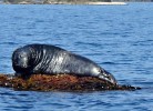 Sigersvoll am Eidsfjorden