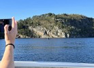 Orkas zu Besuch in Farsund