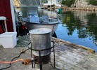 Frische Krabben