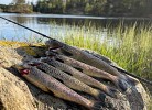 Mit einer Tageskarte in den umliegenden Süsswasser-Seen fischen