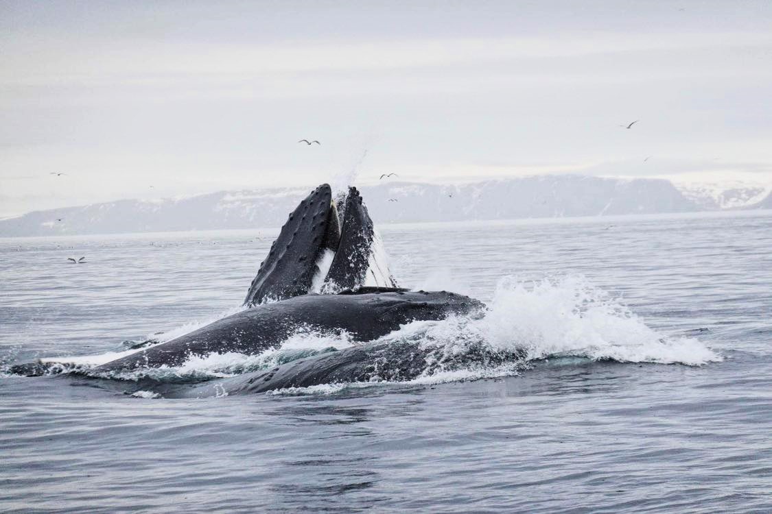 Barents Sea