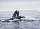 Barents Sea