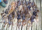 Plattfischangeln auf Furuholmen, Südnorwegen
