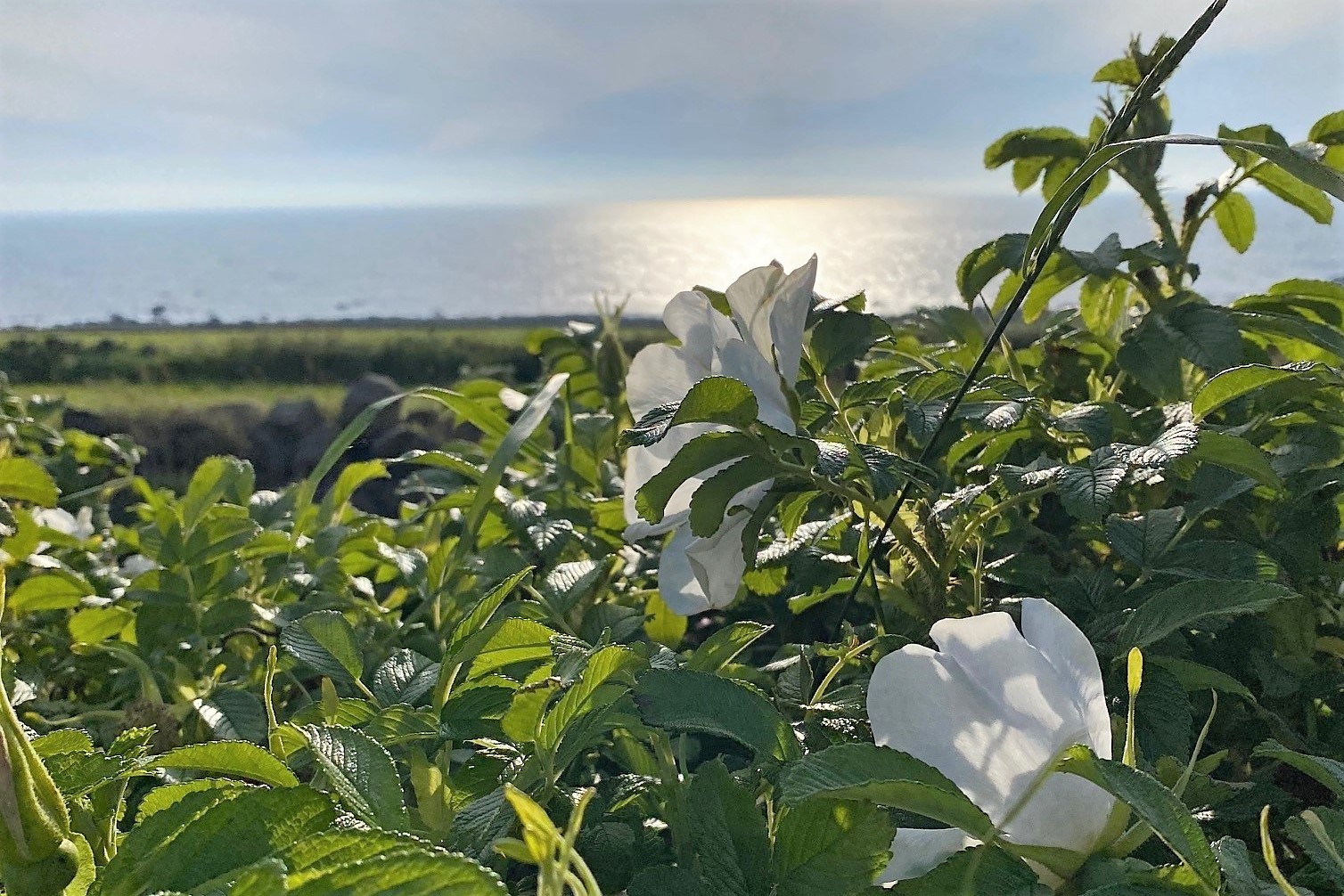 Sommer in Vidvanke