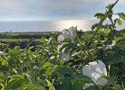 Sommer in Vidvanke