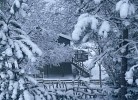 Vikran Nesoya