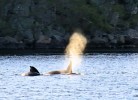 Farsund Nordstranda Fewo 1