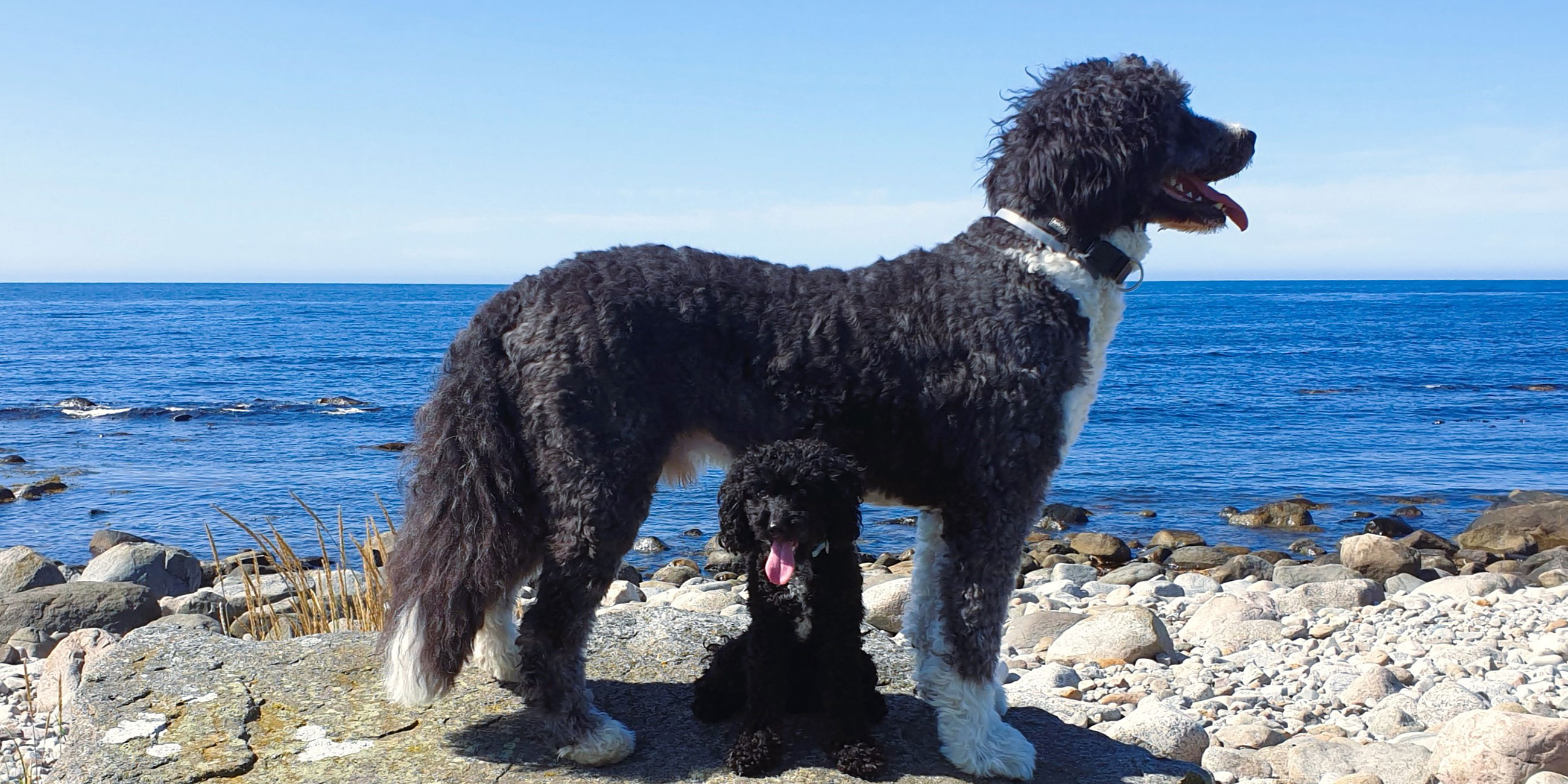 Come2Norway Urlaub mit Hund Norwegen